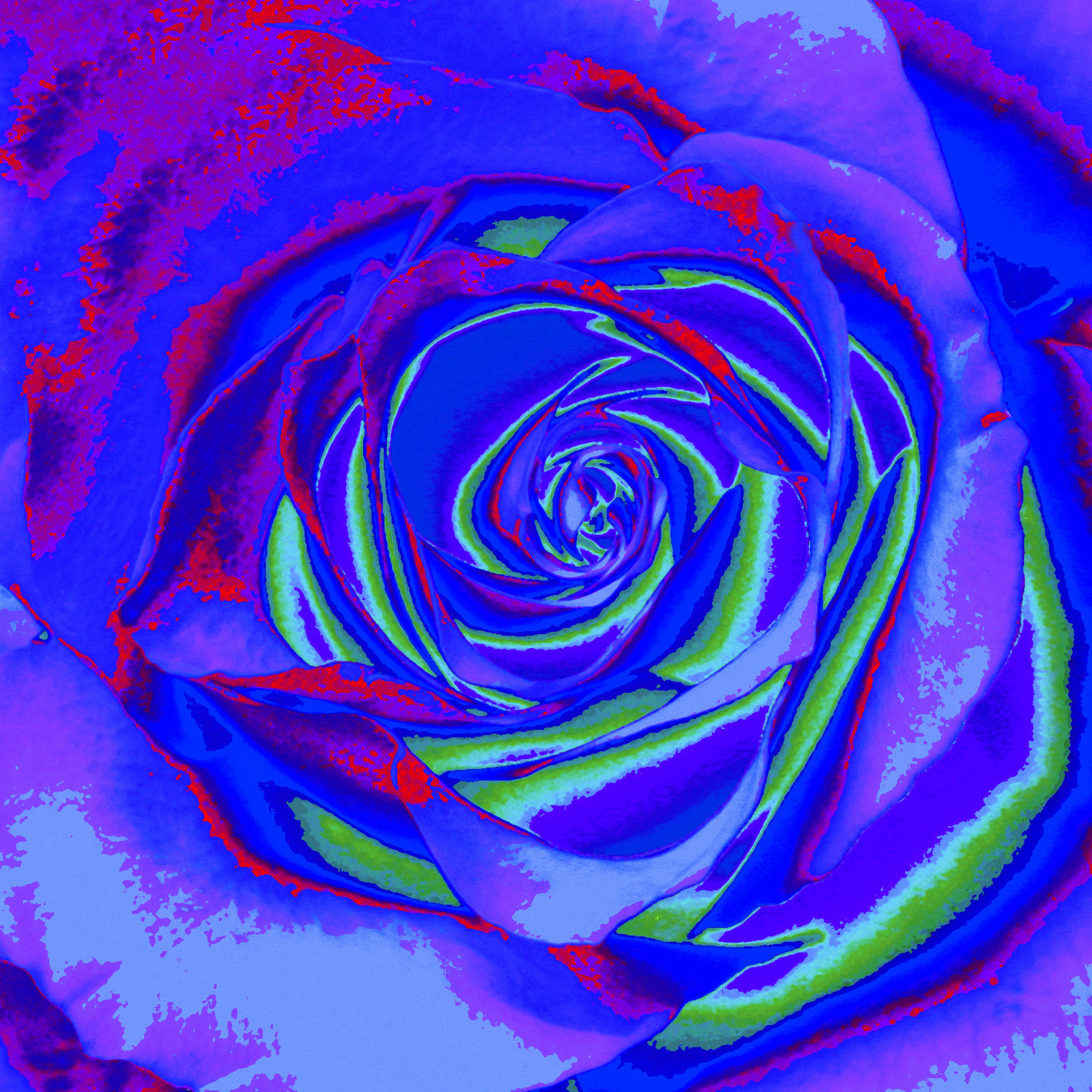 Rose/ Ruža