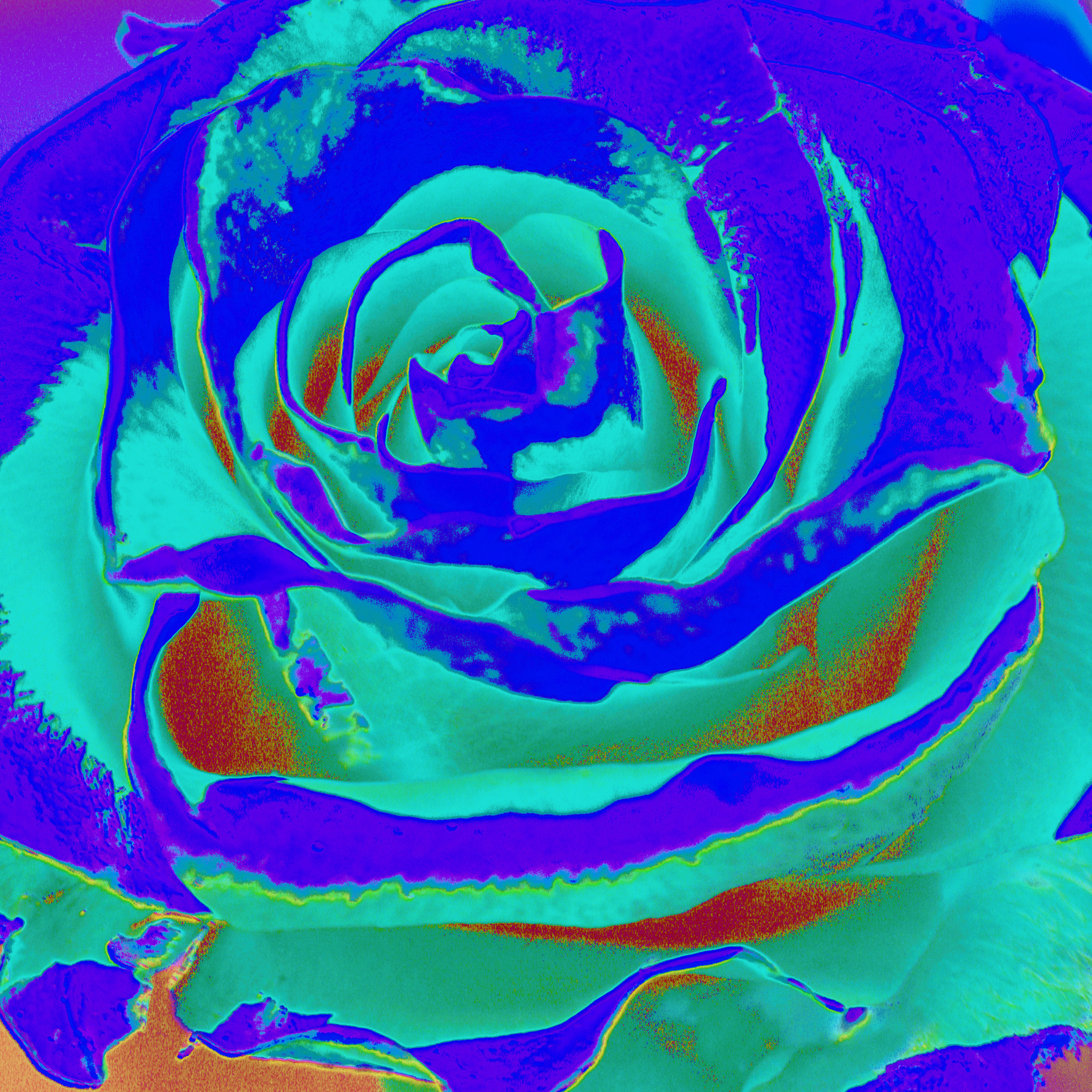 Salad as a rose II./ Šalát ako ruža II.