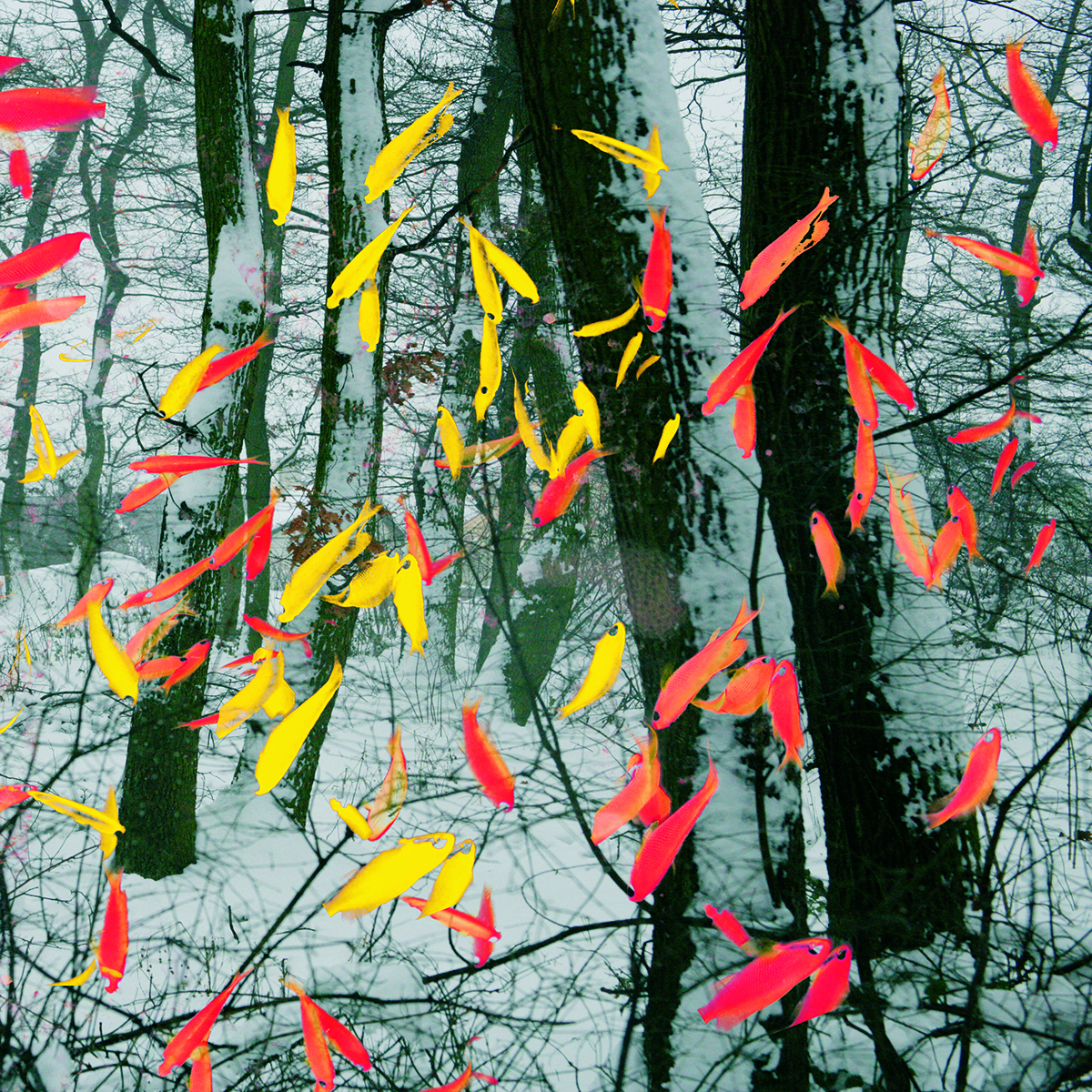 Fishes in the woods/ Ryby v lese