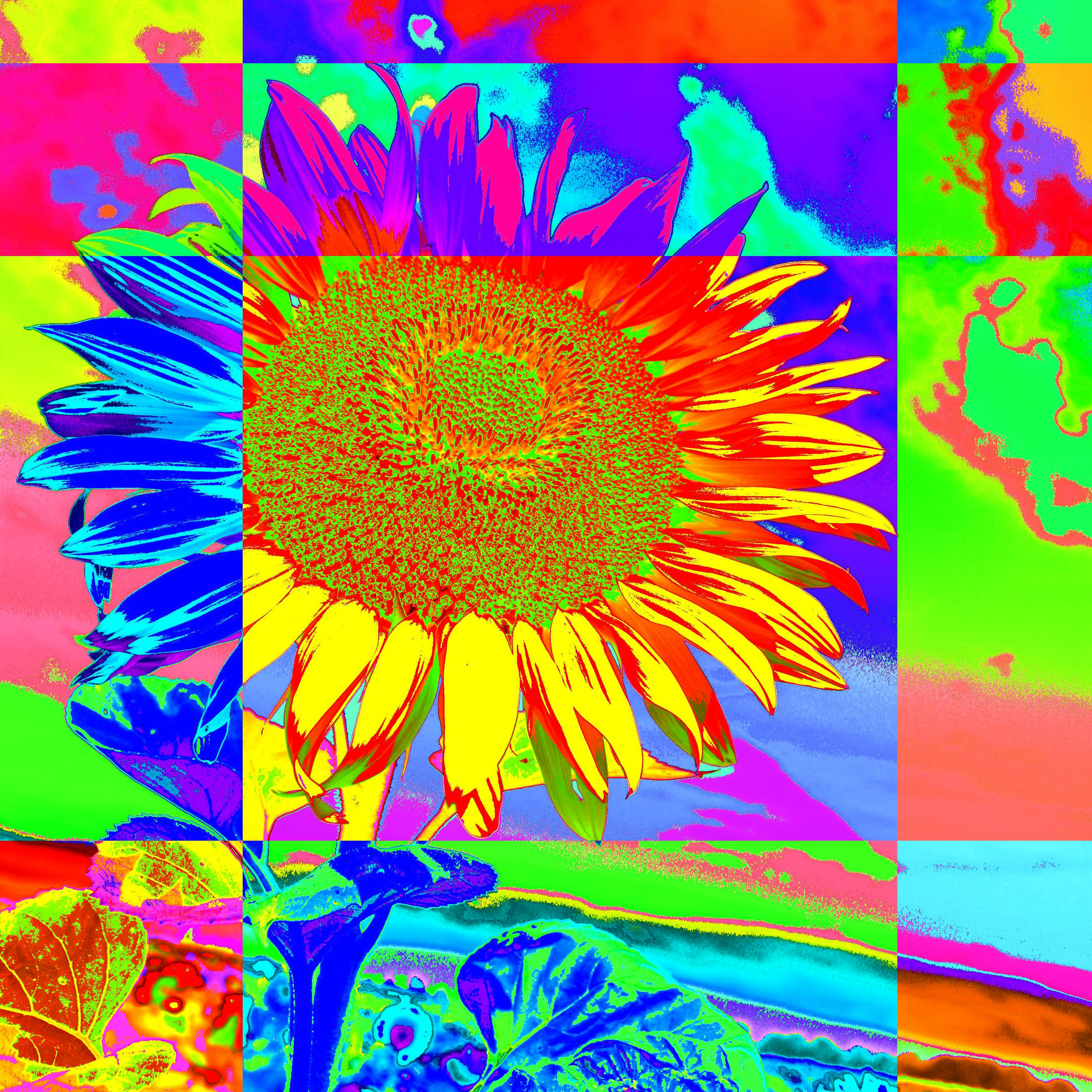 Merry sunflower/ Veselá slnečnica